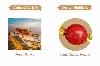 Protective Lotus Steps Amber Bracelet | Buddhist Spiritual Jewelry